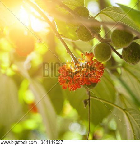 Paper Tree In The Park. Fruit Close-up.. Broussonetia Papyrifera.