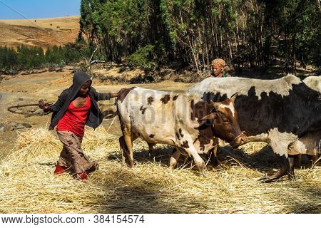 Gondar, Ethiopia - Feb 07, 2020: Agricultural Population Working On The Farms Between Gondar And The