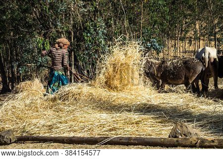 Gondar, Ethiopia - Feb 07, 2020: Agricultural Population Working On The Farms Between Gondar And The