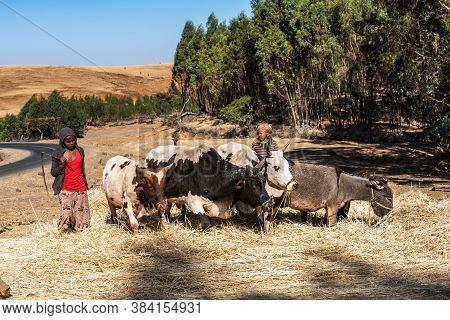 Gondar, Ethiopia - Feb 07, 2020: Agricultural Population Working On The Farms Between Gondar And The