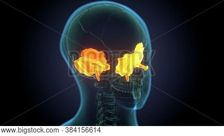 Human Skeleton Skull Spheroid Bone Anatomy For Medical Concept 3d Illustration
