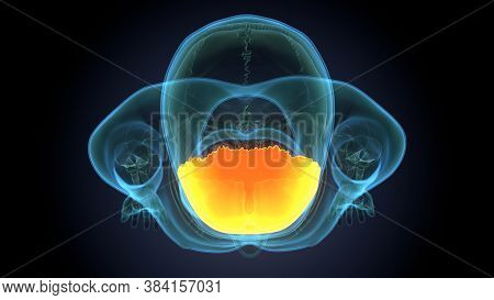 Human Skeleton Skull Frontal Bone Anatomy For Medical Concept 3d Illustration