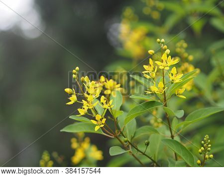 Little Yellow Flower Thryallis Glauca, Galphimia, Gold Shower Medium Shrub Dark Yellow Flowers Inflo