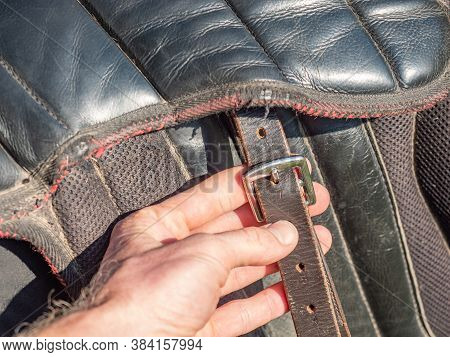 Girl Set Buckle On Abdomen Girth Of Classic Saddle. Preparing English Saddle For Riding. Summer Hors
