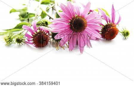 Echinacea Flower Isolated On A White Background