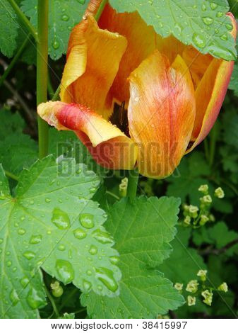 tulip