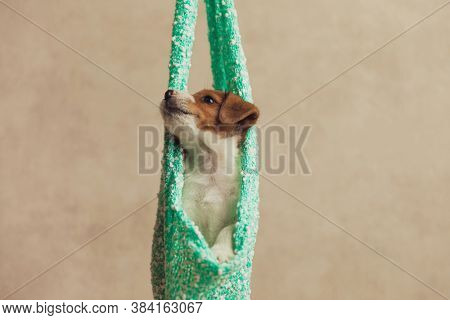 small jack russell terrier dog lying in a hanging cloth, with his head turned to a side and looking up, being curious of what's up there