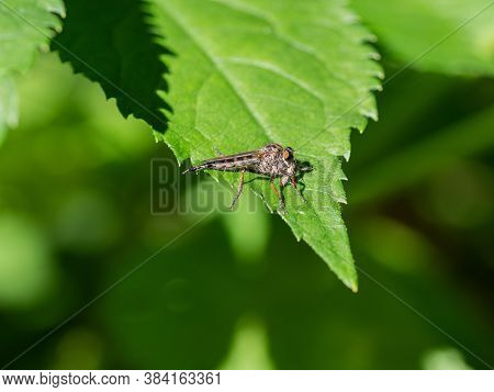 Assassin Fly (asilidae Sp.), Robber Fly Closeup Of Insect Perched On Green Leaf