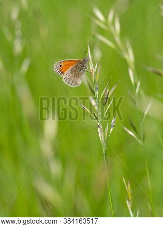 Small Heath (coenonympha Pamphilus) Butterfly On Grass Blade, Green Meadow Background