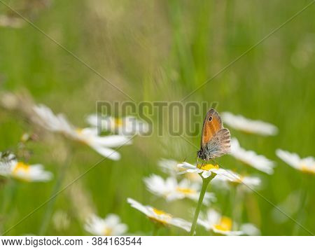 Small Heath (coenonympha Pamphilus) Butterfly On Blooming Leucanthemum Flower, Green Meadow Backgrou
