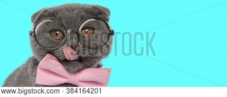 nerdy funny Scottish Fold cat licking his nose, wearing pink bowtie with eyeglasses and sitting on blue background