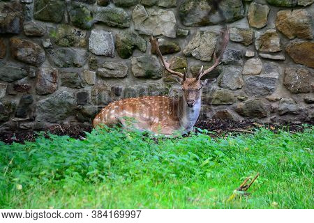 Picture European Fallow Deer Or Spotted Deer In A Protected Field With Public Access