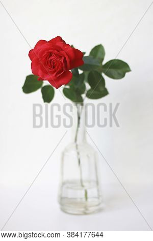 One red rose in glass bottle closeup on white background. Red rose with leaves and thorns isolated on white. Roses in glass vase at open window