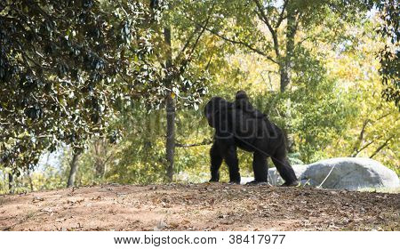 Gorrila e bebê no zoológico