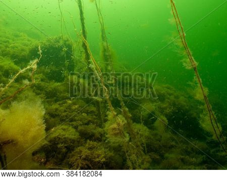A Healthy Seascape From The Sound Malmo Sweden. Seaweeds And Green Cold Water. Plenty Of Small Fish 