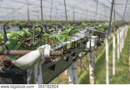 Young Strawberry Plants In An Strawberry Nursery In Belgium East Flanders In Sint Gillis Waas