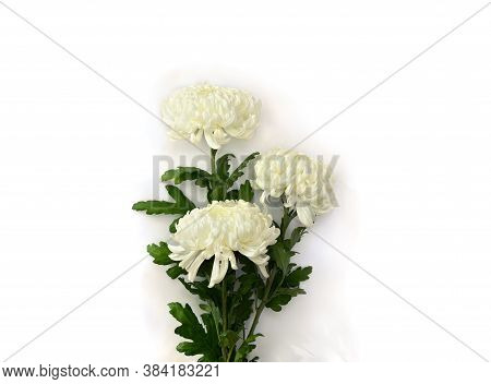 Bouquet Of Flowers White Chrysanthemum Morifolium On A White Background With Space For Text. Top Vie