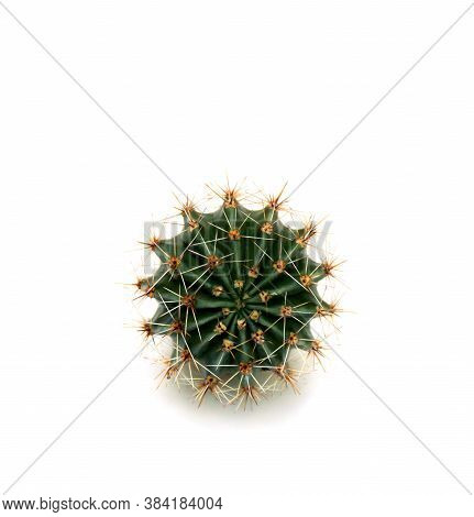Cactus Echinopsis (known As: Hedgehog Cactus, Sea-urchin Cactus Or Easter Lily Cactus) On A White Ba