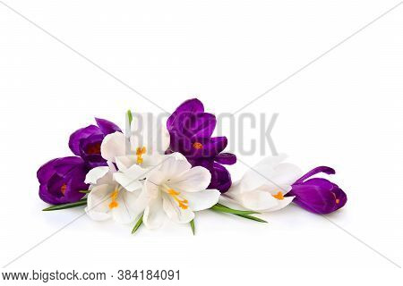Violet And White Crocuses (crocus Vernus) On A White Background With Space For Text