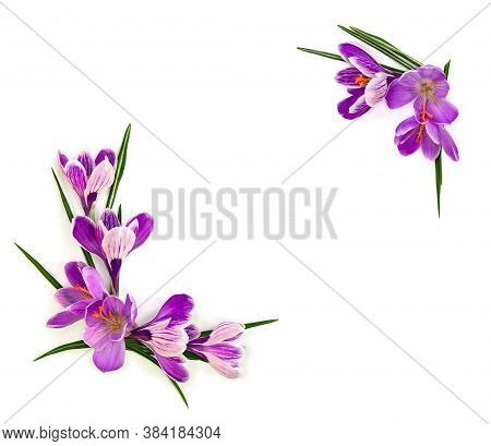 Frame Of Violet Crocuses (crocus Vernus) On A White Background With Space For Text. Top View, Flat L