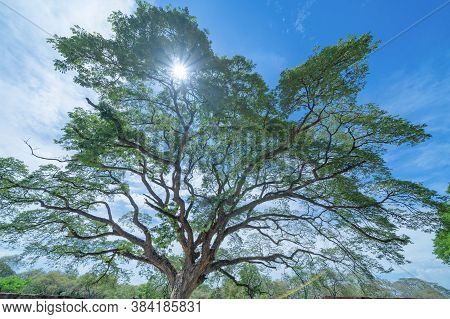 Giant Green Samanea Saman Tree With Branch In National Park Garden, Kanchanaburi District, Thailand.