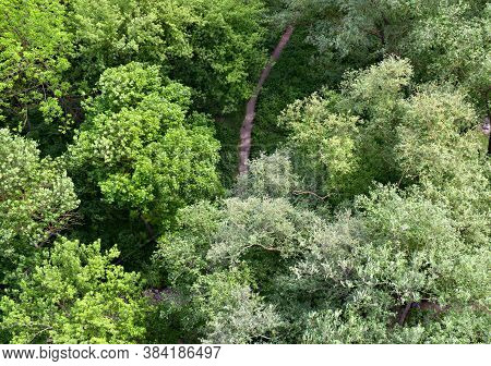 Top View Of The Path And Streamlet Through The Trees On Forest