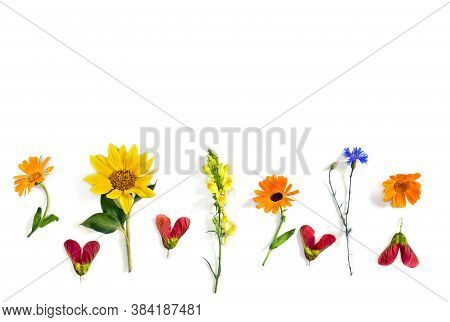 Wildflowers Summer Sunflower, Flowers Calendula, Linaria, Blue Cornflower, Red Samaras Maple Ash Wit