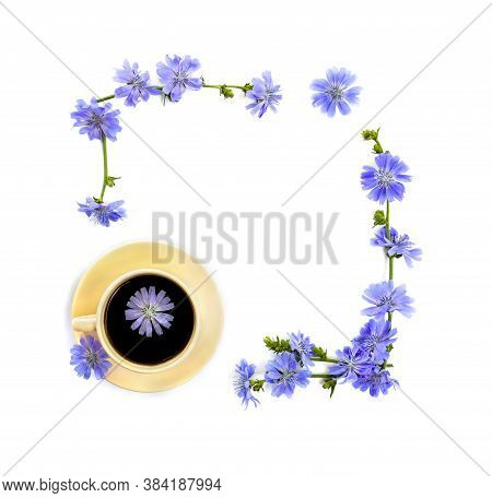Frame Of Flowers Of Common Chicory (cichorium Intybus) White Background With Space For Text. Top Vie