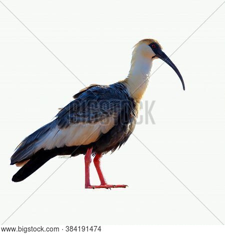 Photo Of A Buff-necked Ibis (theristicus Caudatus) Isolated On White