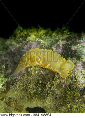 A Close Up View Of A Yellow Nudibranch (felimare Picta)