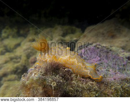 A Side View Of A Yellow Nudibranch (felimare Picta)