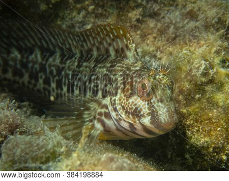 A Close Up View Of A Blennidae Fish ( Parablennius Pilicornis)