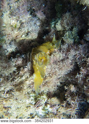 A View Of A Yellow Nudibranch (felimare Picta)
