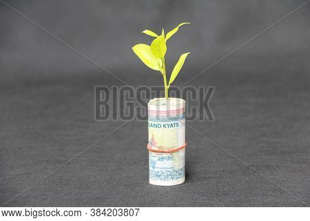 Rolled Banknote Money Ten Thousand Myanmar Kyats And Young Plant Grow Up With Dark Grey Floor And Ba