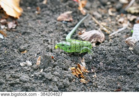 Portrait Of A Small Green Lizard On The Ground. Selective Focus