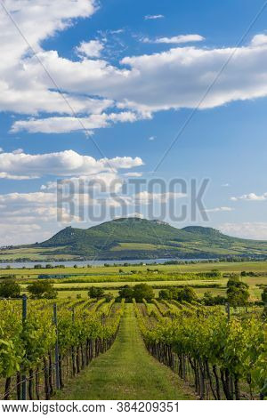 Spring vineyards under Palava near Sonberk, South Moravia, Czech Republic