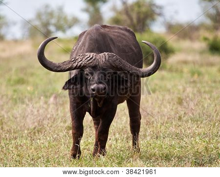 Buffalo Bull con enormi corna