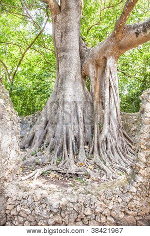 Ruinas de Gede