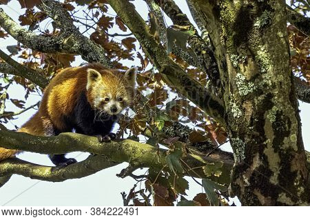 Red Panda (ailurus Fulgens) Known As Lesser Panda, The Red Bear-cat, Or Cat-bear