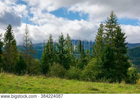 Spruce Trees On The Meadow In Mountains. Dry And Sunny September Weather With Clouds On Thesky. Borz