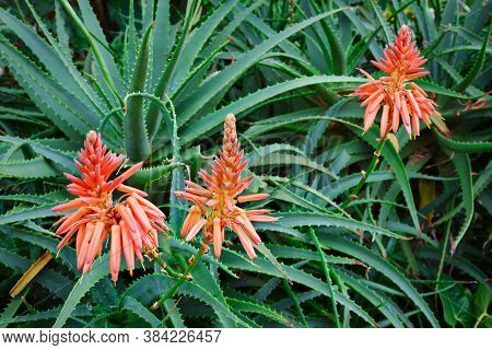 Growing Aloe Vera Plants. Stems With Blooming Red Flowers. Farming At Tropical Plantation In Indones