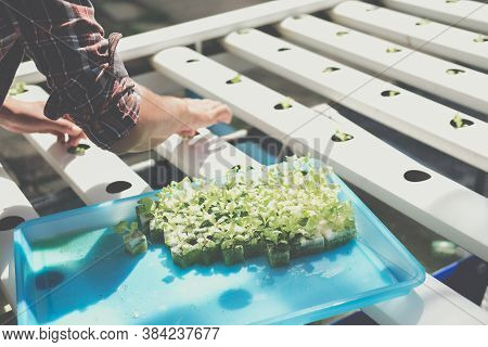 Farmer Putting Hydroponic Vegetable Sprout On Wet Sponge On Hydroponic Rail Pipe In Plant Nursery. L