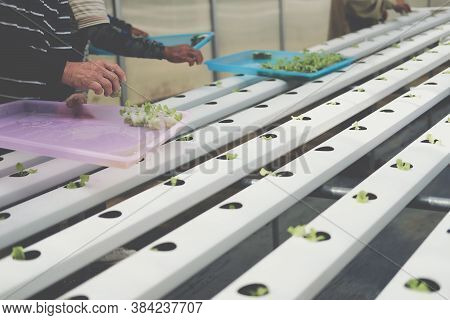 Farmer Putting Hydroponic Vegetable Sprout On Wet Sponge On Hydroponic Rail Pipe In Plant Nursery. L