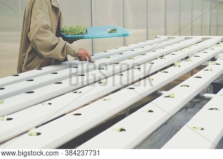 Farmer Putting Hydroponic Vegetable Sprout On Wet Sponge On Hydroponic Rail Pipe In Plant Nursery. L