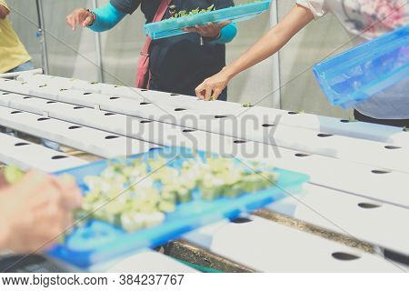 Farmer Putting Hydroponic Vegetable Sprout On Wet Sponge On Hydroponic Rail Pipe In Plant Nursery. L