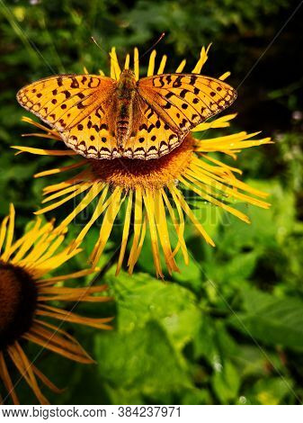 Butterfly On Yellow Flower In The Forest - Yellow Oxeye Flowers In The Forest Telekia Speciosa  Schr