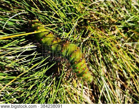 Green Fat Carerpillar In The Green Grass