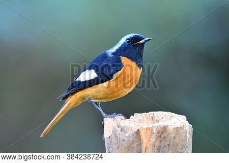 Male Of Daurian Redstart (phoenicurus Auroreus) Most Colorful Bird With Orange Belly Silver Head And