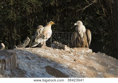 cinereous og egyptiske Grib
