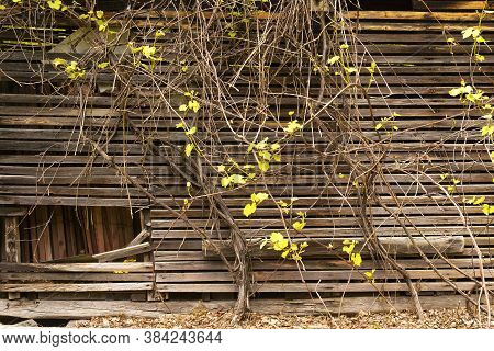 A Grape Vine Growing On An Abandoned Building In Millbrook Village In Blairstown New Jersey Located 